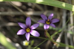 Sisyrinchium scabrum