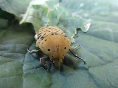Gymnetis bajula wollastoni
