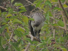 Mimus melanotis