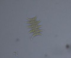 Tetradesmus dimorphus