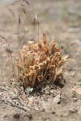 Aphyllon californicum feudgei