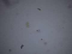 Tetradesmus dimorphus