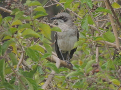 Mimus melanotis