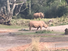 Ceratotherium