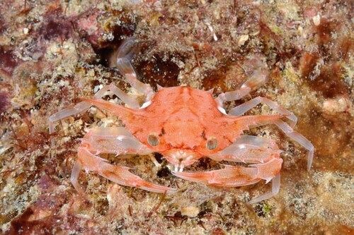 Xiphonectes longispinosus observed 2025-03-26