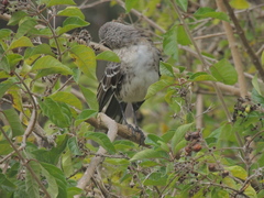 Mimus melanotis