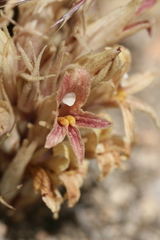 Aphyllon californicum feudgei