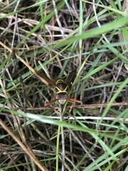 Polistes fastidiosus