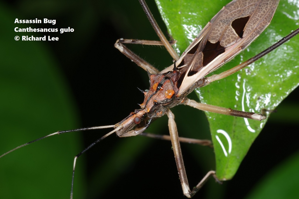 Stenopodainae