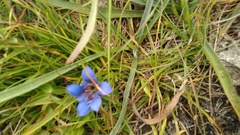 Gentiana septemfida