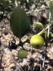 Acokanthera rotundata