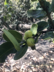 Acokanthera rotundata