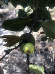Acokanthera rotundata