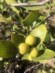 Acokanthera rotundata