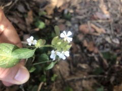 Phaulopsis imbricata