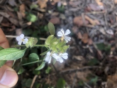 Phaulopsis imbricata