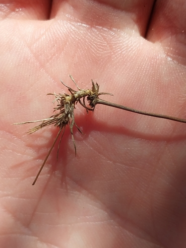 Image of Adenogramma rigida by (c) De Waal Hugo, some rights reserved (CC BY)