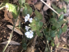 Phaulopsis imbricata