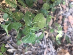 Phaulopsis imbricata