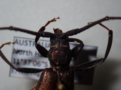 Xystrocera virescens