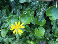 Ficaria verna ficariiformis