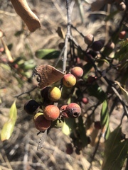 Euclea natalensis angustifolia