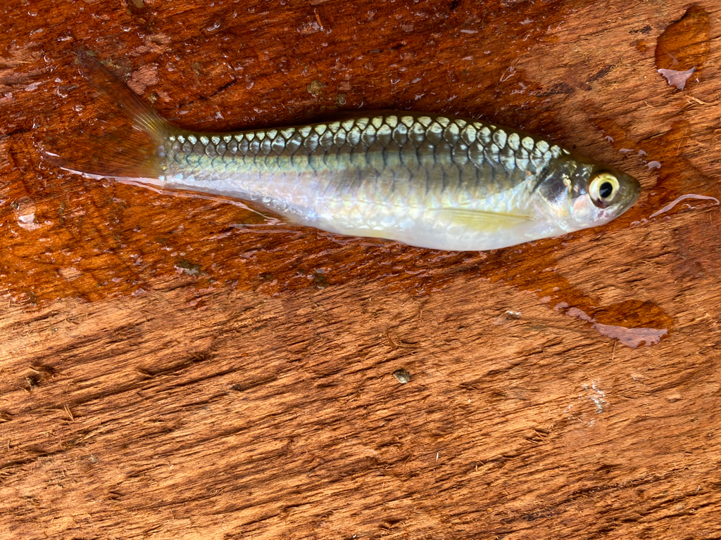 Rasbora vulcanus (Rasbora vulcanus)