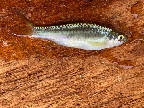 Rasbora vulcanus