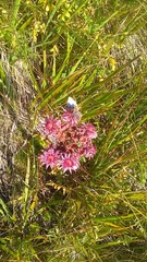 Sempervivum caucasicum