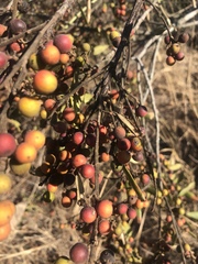 Euclea natalensis angustifolia