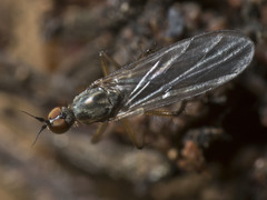 Ocydromiinae
