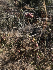 Euclea natalensis angustifolia