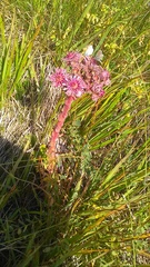 Sempervivum caucasicum