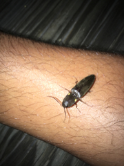 Deilelater physoderus