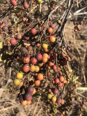 Euclea natalensis angustifolia