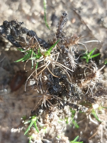 Image of Wire Muggiegrass (Adenogramma rigida) by (c) De Waal Hugo, some rights reserved (CC BY)
