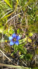 Gentiana septemfida