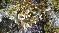 Potentilla divina