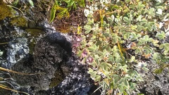 Potentilla divina