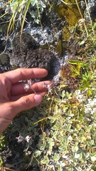 Potentilla divina