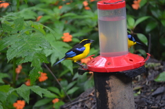 Anisognathus somptuosus