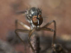 Ocydromiinae
