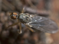Ocydromiinae