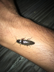 Deilelater physoderus