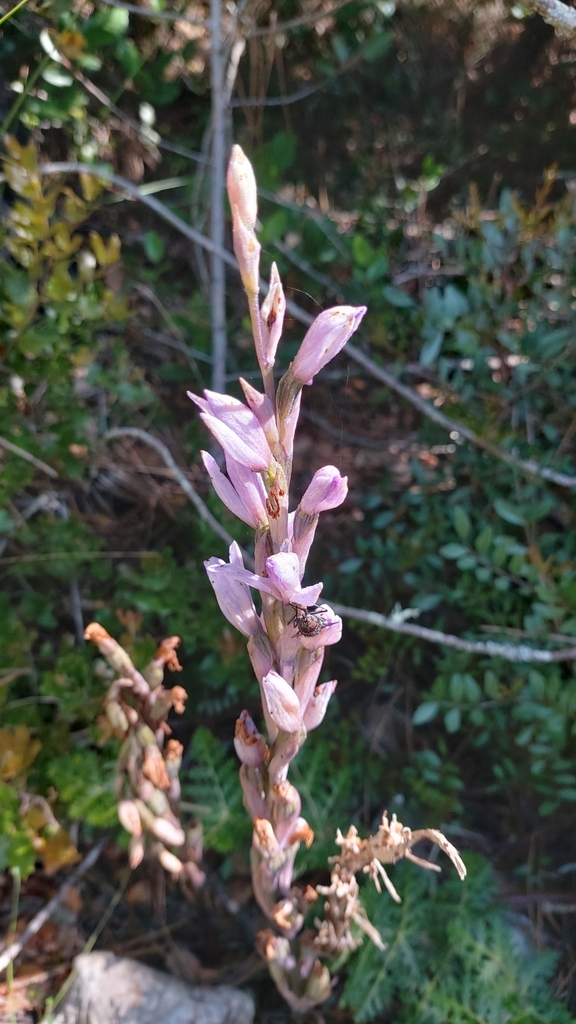 Limodorum trabutianum