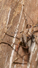 Pleioplectron hudsoni