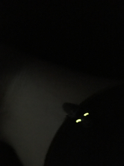 Deilelater physoderus