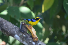 Anisognathus somptuosus