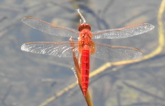Crocothemis servilia