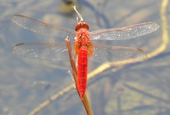 Crocothemis servilia
